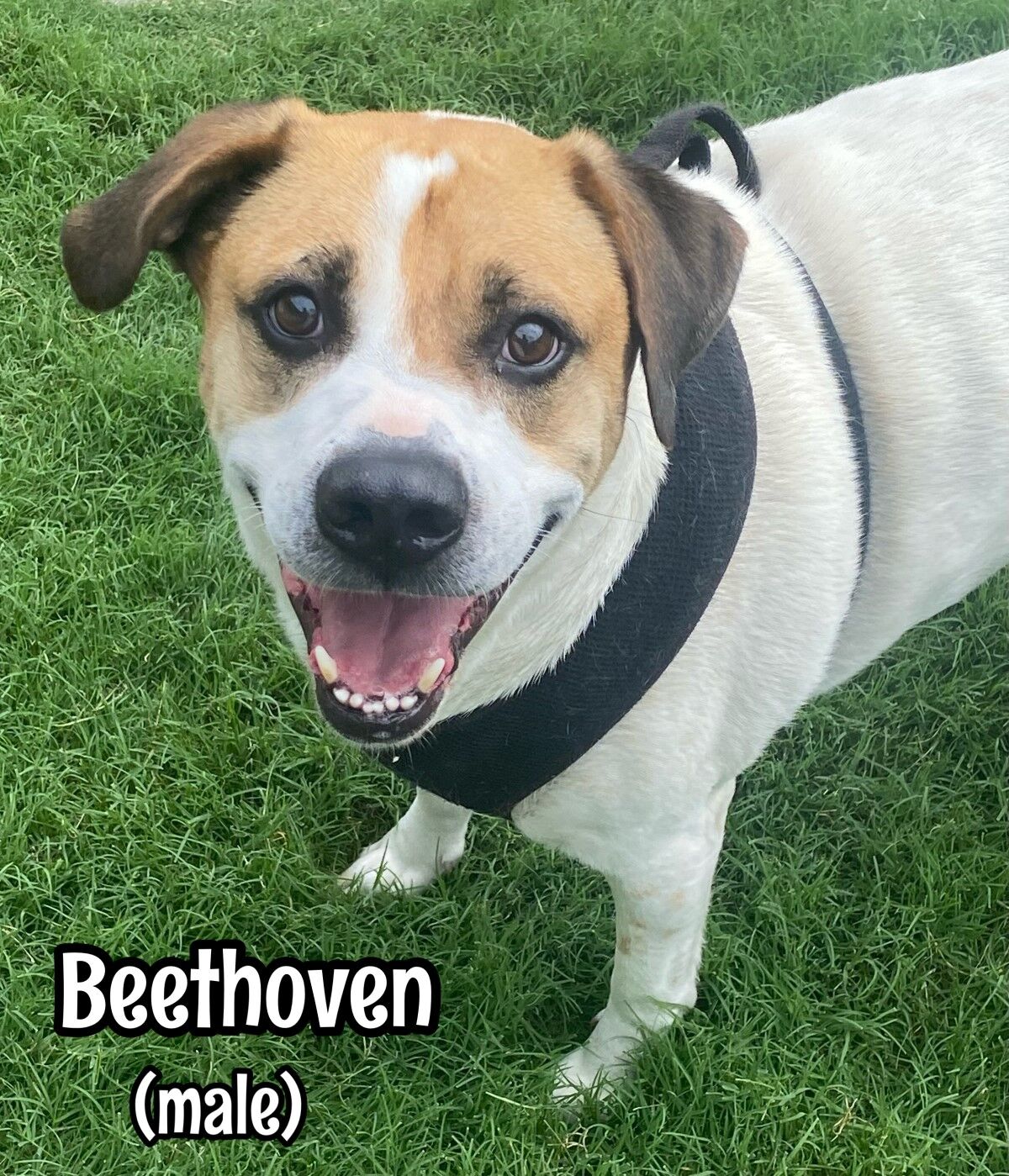 Beethoven